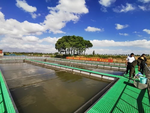 你吃過(guò) 跑道 游來(lái)的鱸魚嗎 湖州菱湖為它成功認(rèn)證全國(guó)名特優(yōu)新產(chǎn)品